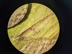 Salix pseudomyrsinites