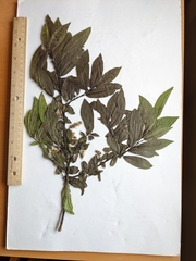 Salix pseudomyrsinites