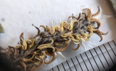 Salix pseudomyrsinites