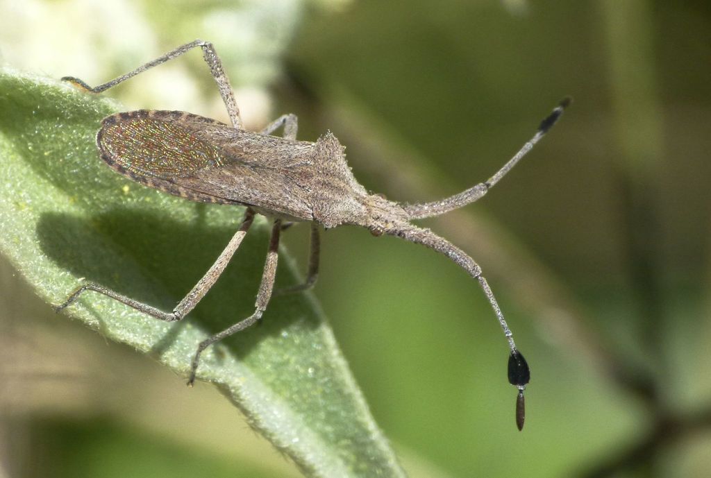 Chariesterus