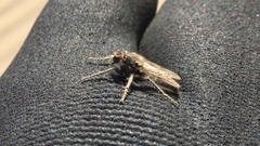 Lasiopogon asilomar