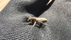 Lasiopogon asilomar