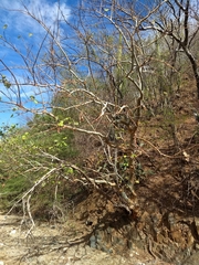 Bursera grandifolia
