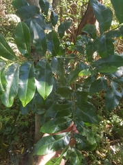 Dysoxylum fraserianum