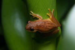 Dendropsophus minutus