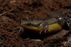 Elachistocleis bicolor