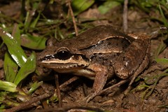 Leptodactylus elenae