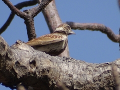 Eremopterix leucotis