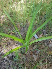 Crinum pedunculatum
