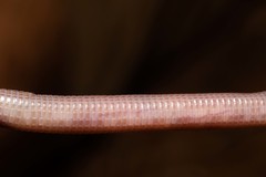 Amphisbaena prunicolor