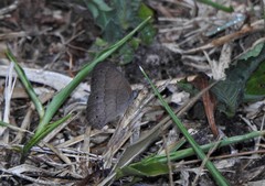 Yphthimoides ordinaria