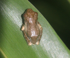 Kurixalus bisacculus
