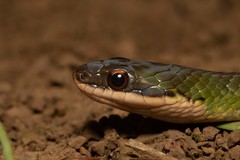 Erythrolamprus macrosomus