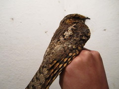 Antrostomus arizonae