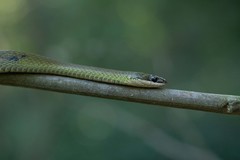 Erythrolamprus macrosomus