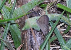 Yphthimoides ordinaria