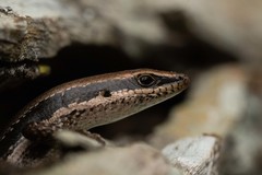 Notomabuya frenata