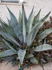 Agave