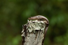 Notomabuya frenata
