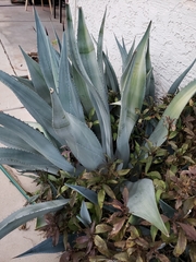 Agave
