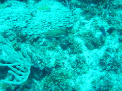 Epinephelus adscensionis