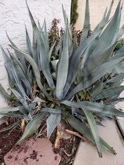 Agave