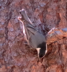 Sitta carolinensis nelsoni