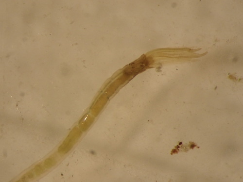 Representative image of Fabriciidae