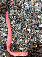 Cepola macrophthalma
