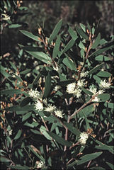 Hakea marginata