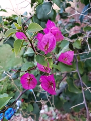 Bougainvillea