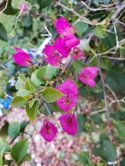 Bougainvillea