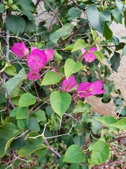 Bougainvillea
