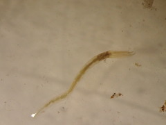 Fabriciidae