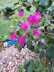 Bougainvillea
