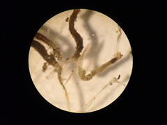 Fabriciidae