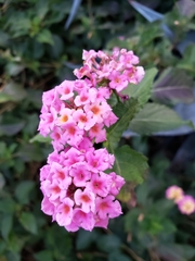 Lantana