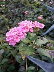 Lantana