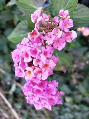 Lantana