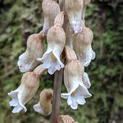 Gastrodia procera