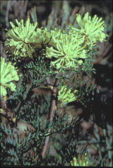 Petrophile divaricata
