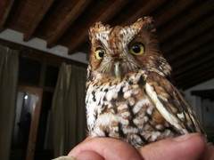 Megascops trichopsis