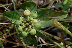 Euphorbia schiedeana