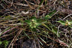Euphorbia schiedeana