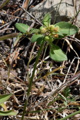 Euphorbia schiedeana