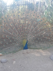 Pavo cristatus