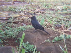 Knipolegus lophotes