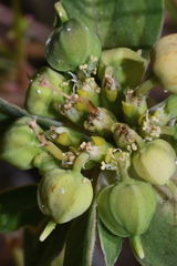 Euphorbia schiedeana