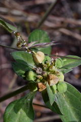 Euphorbia schiedeana