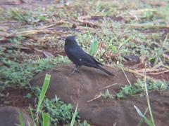 Knipolegus lophotes